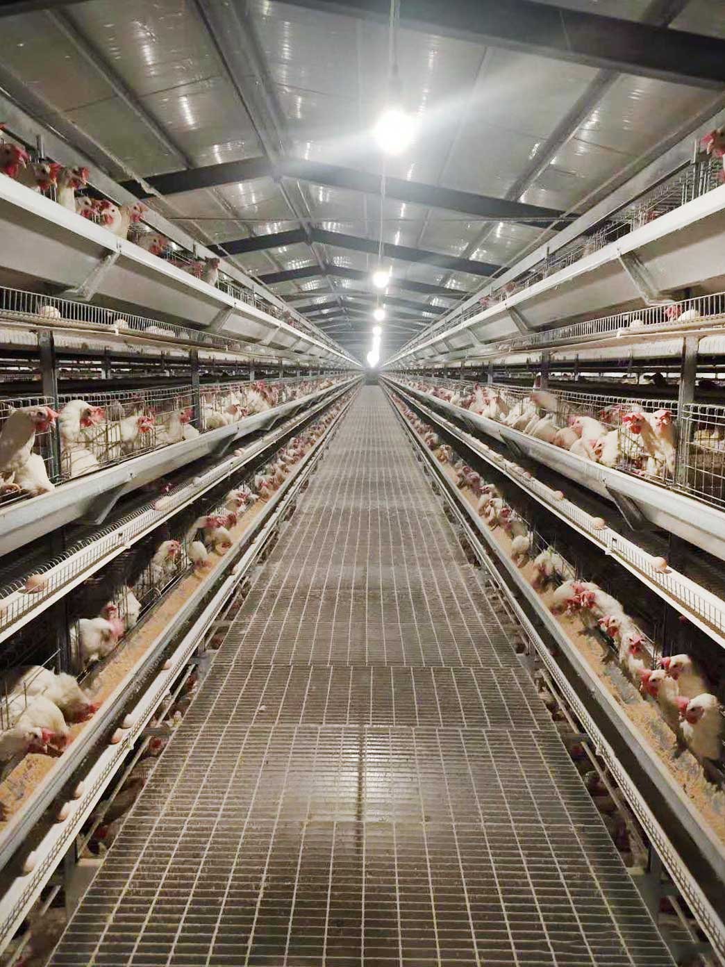 Read more about the article Kyrgyzstan automated cage equipment project case