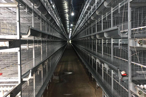 What should be paid attention to when using broiler cage equipment? 1 图片11