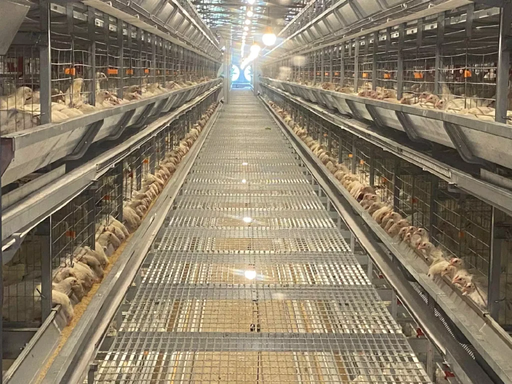 Philippines automated breeding equipment project case 1 Broiler Cage Equipment