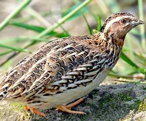 Brown Quail