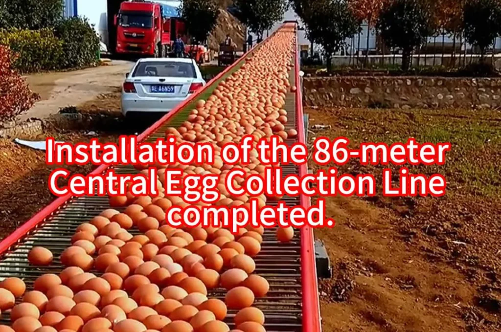 Central Egg Collection Line封面 1