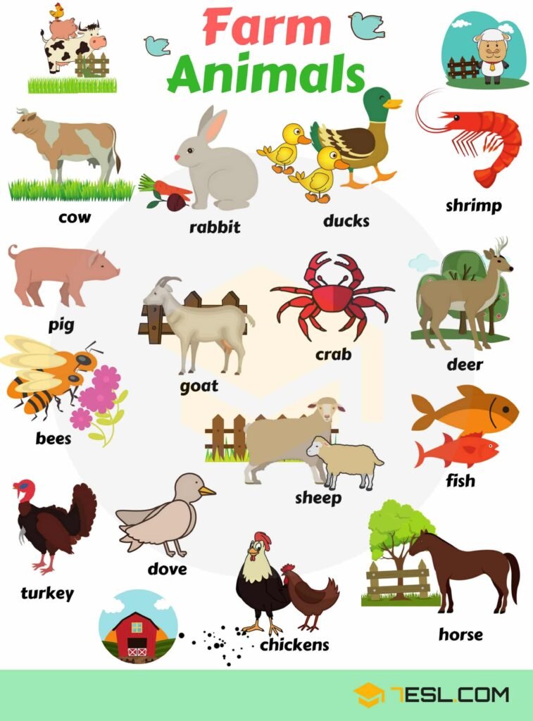 Farm animals vocabulary 1