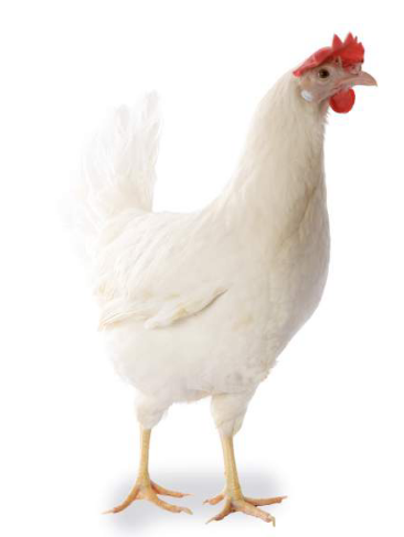 Lohmann White