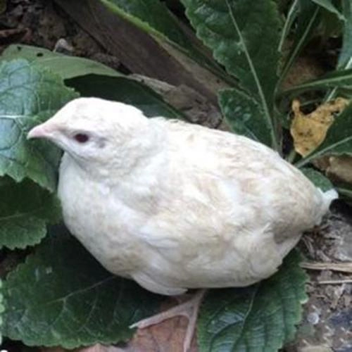 White Quail