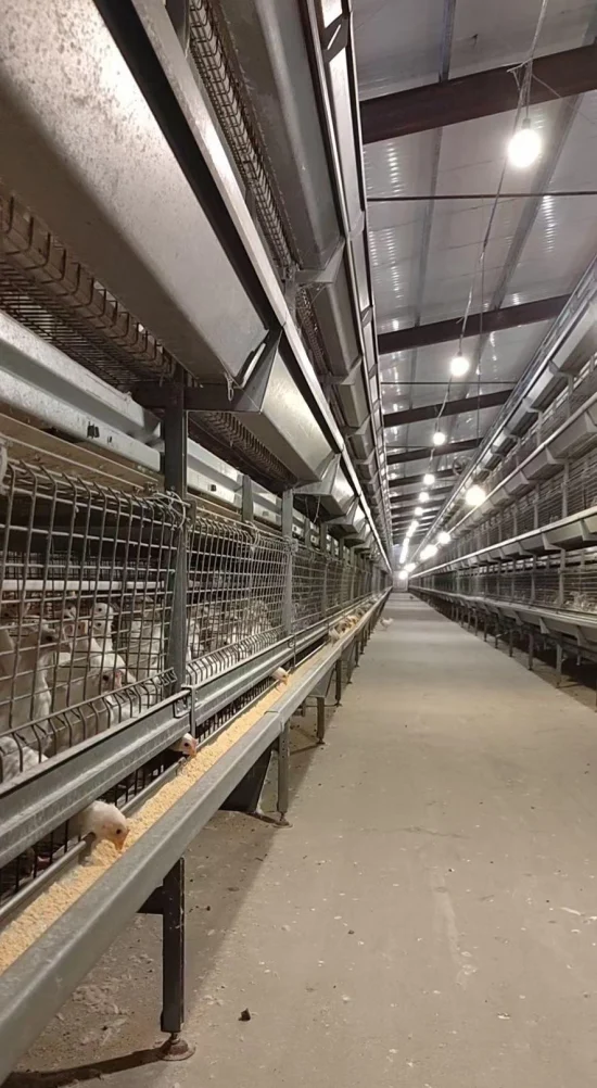 Broiler cage Broiler cage